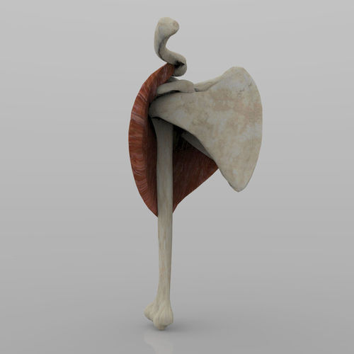 Shoulder Joint With Texture 3D model