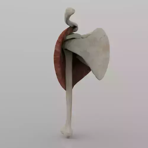 Shoulder Joint With Texture 3D model