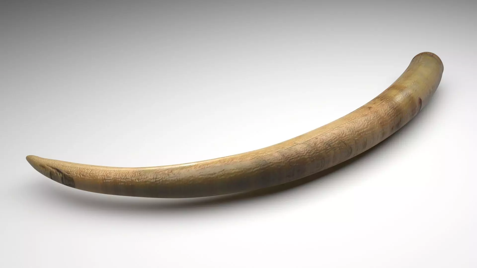 Mammoth Tusk 3D model