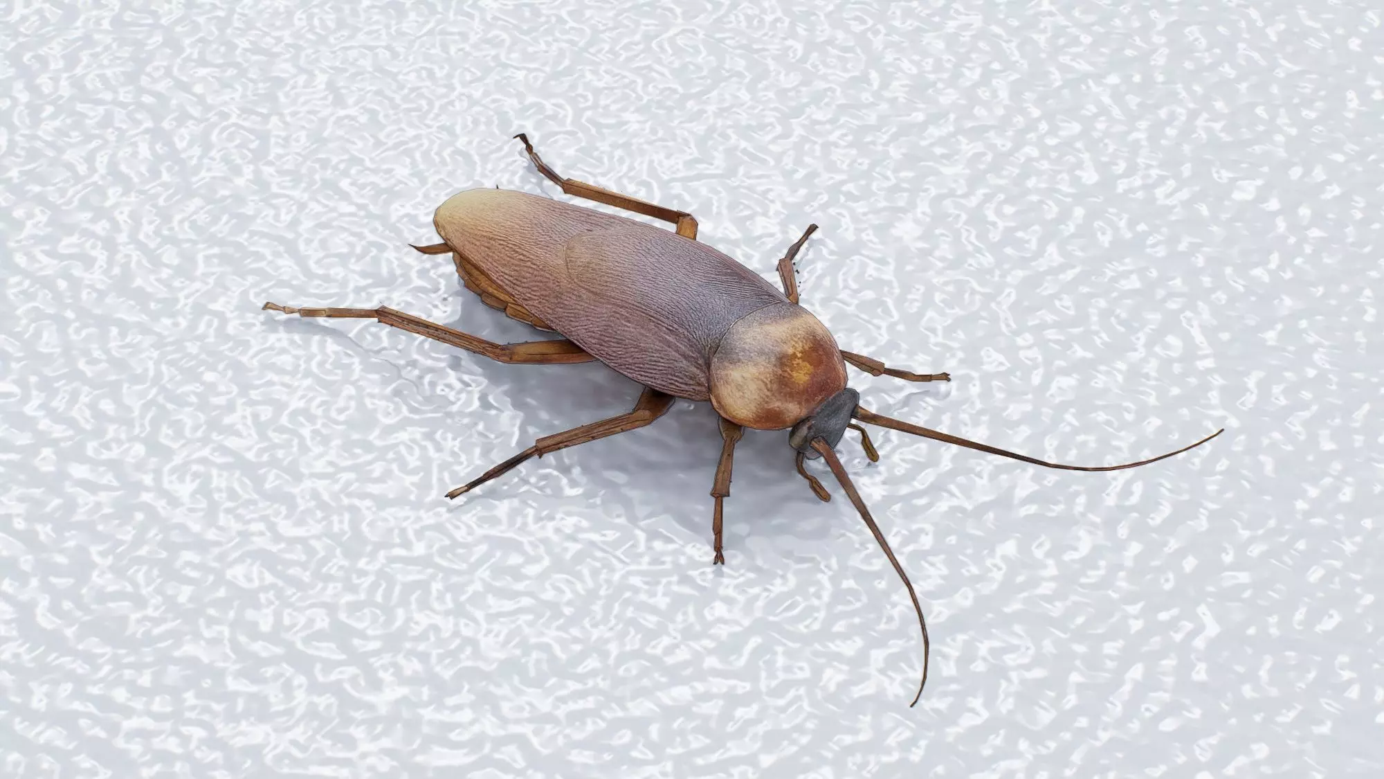 cockroach Low-poly 3D model