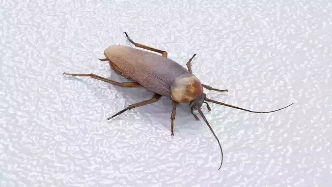 cockroach