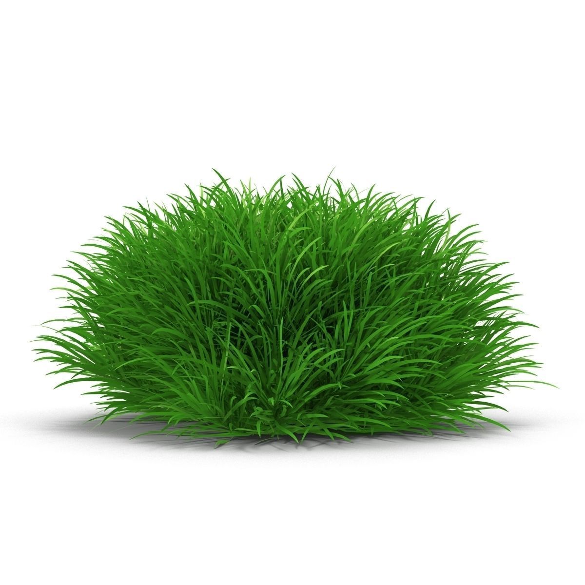 Blyxa japonica 3D model_7