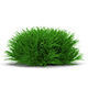 Blyxa japonica 3D model_4