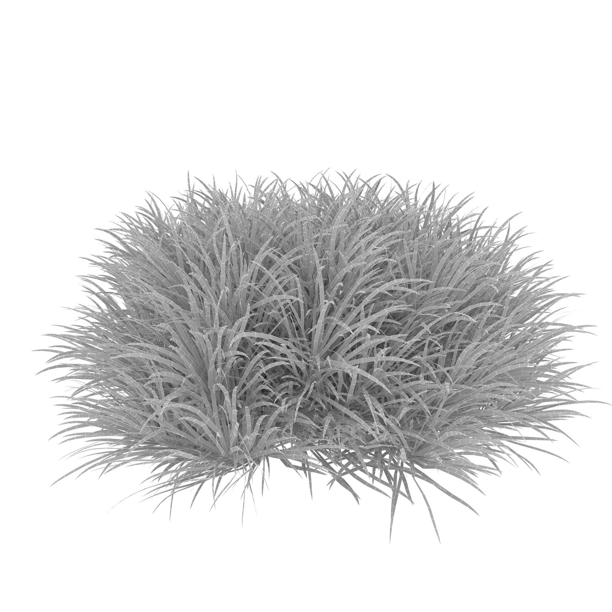 Blyxa japonica 3D model_9