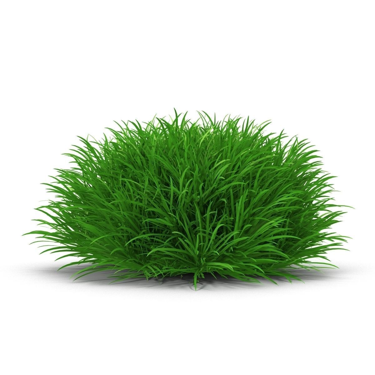 Blyxa japonica 3D model_8