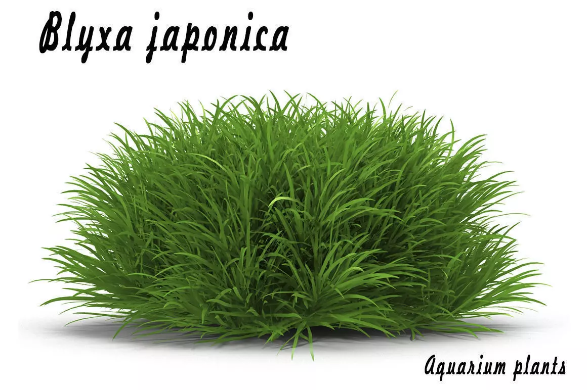 Blyxa japonica 3D model_0