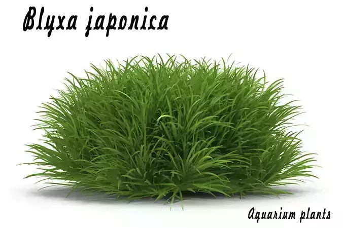 Blyxa japonica 3D model