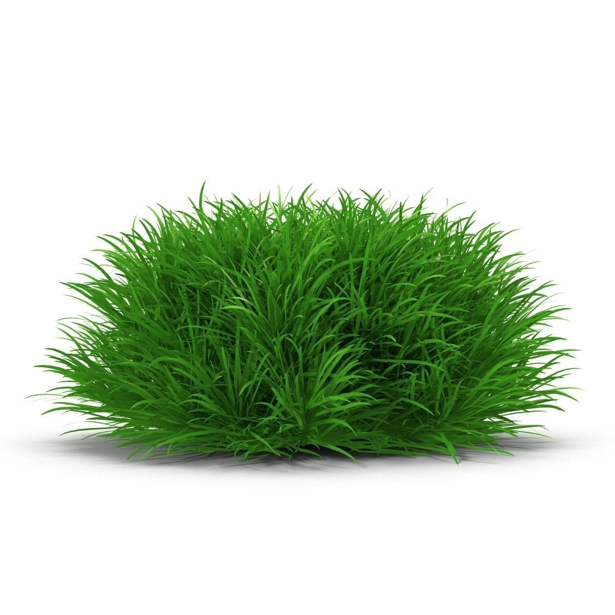 Blyxa japonica 3D model_3