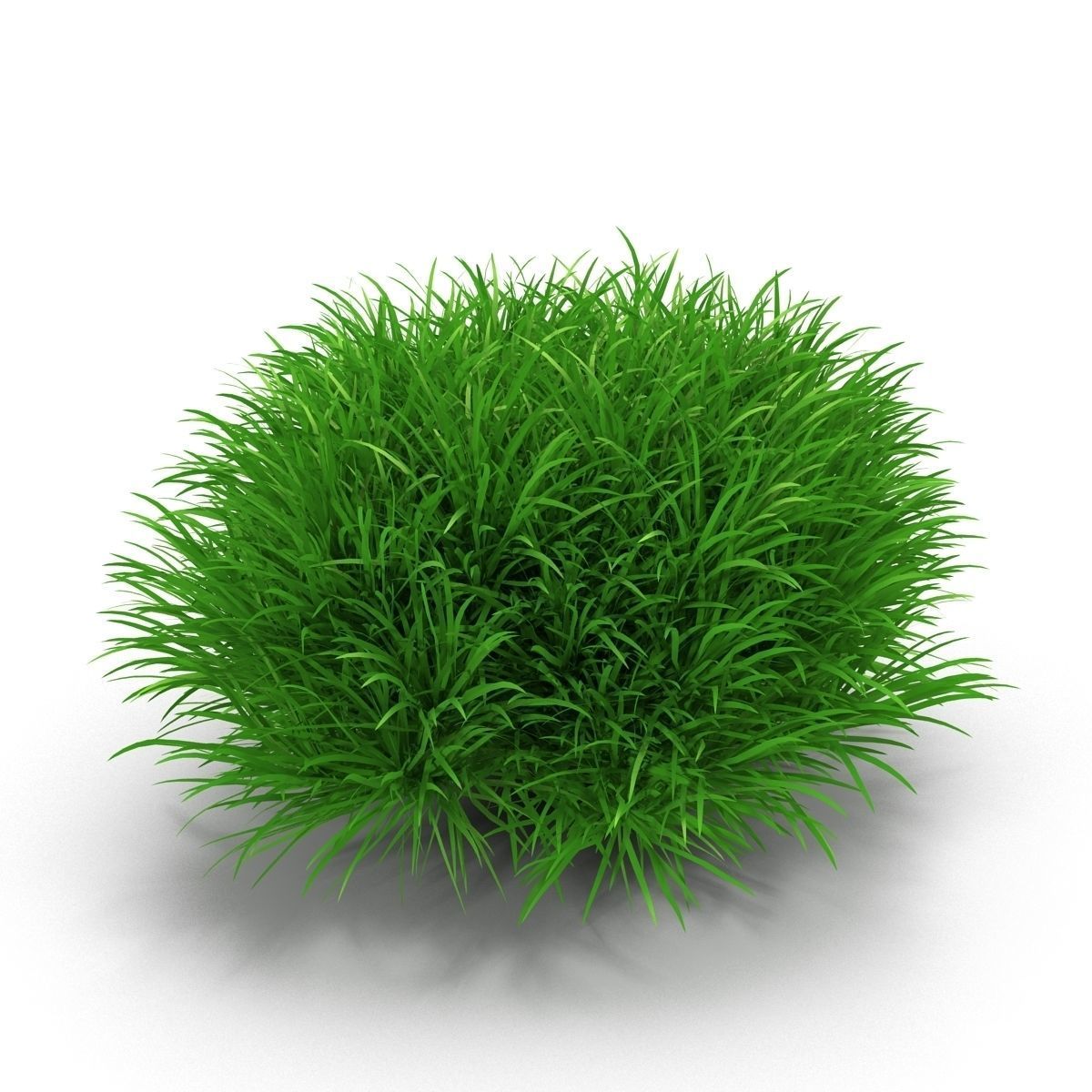 Blyxa japonica 3D model_2