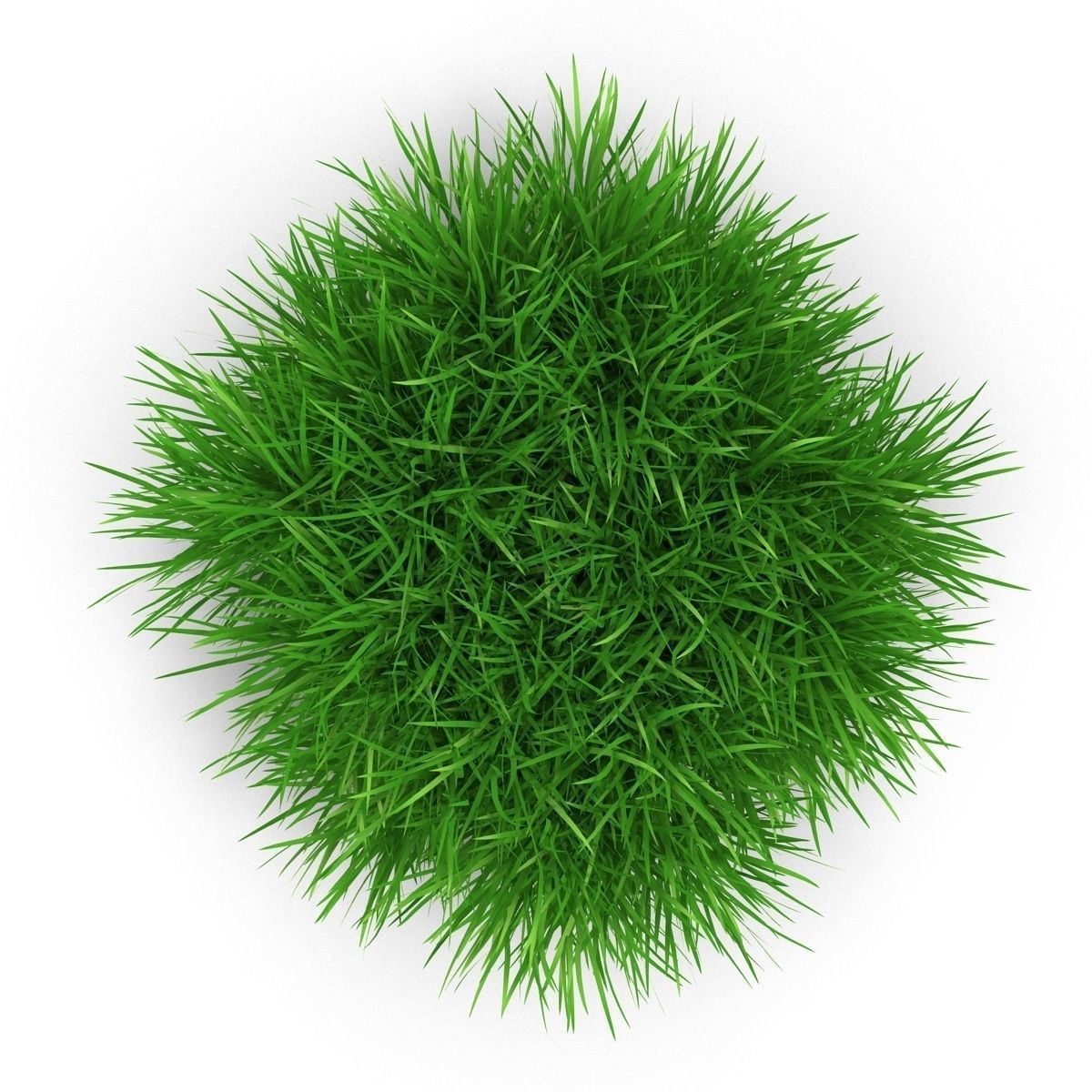 Blyxa japonica 3D model_5