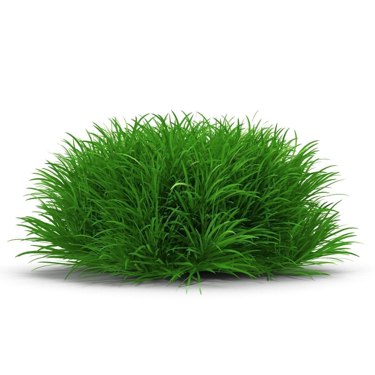 Blyxa japonica 3D model_1