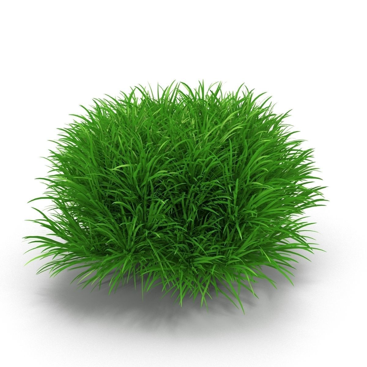 Blyxa japonica 3D model_6