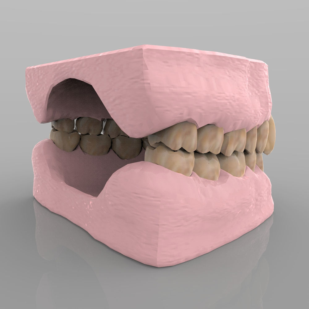 Teeth 2 with Gums and Texture 3D model_4