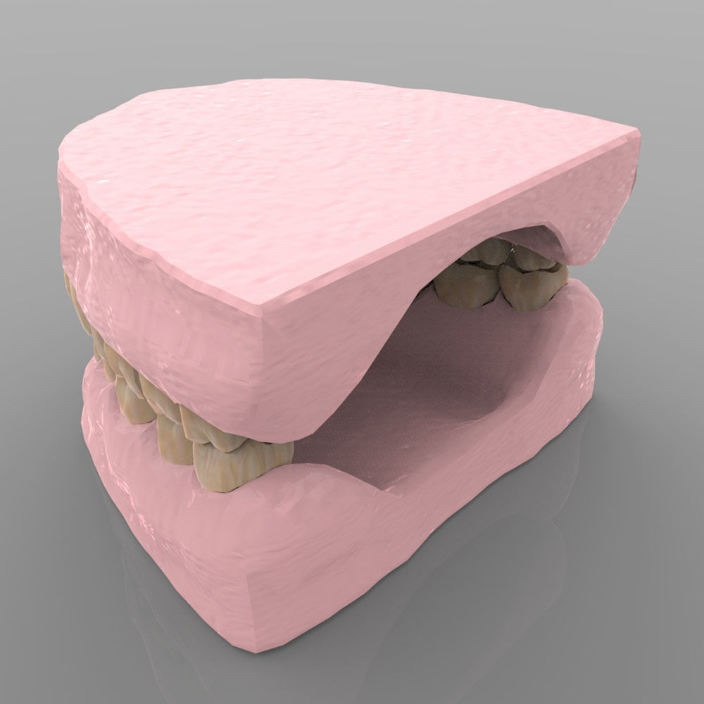 Teeth 2 with Gums and Texture 3D model_3