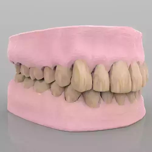 Teeth 2 with Gums and Texture 3D model