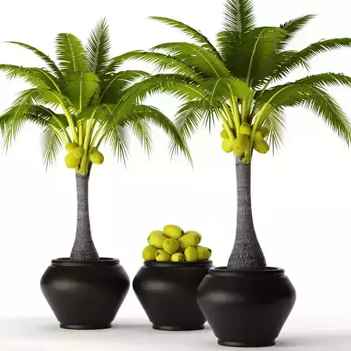 Coconut palm set 2