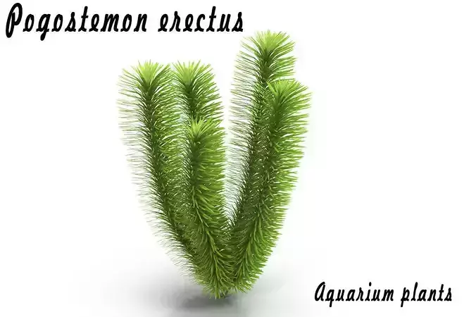 Pogostemon erectus 3D model