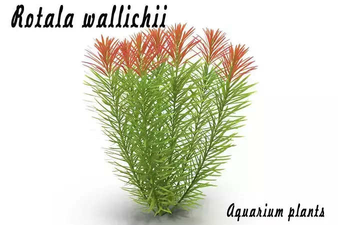 Rotala wallichii