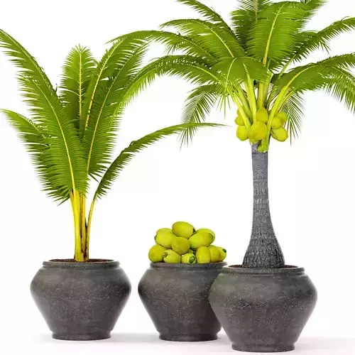 Coconut palm set 3
