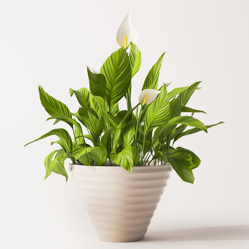 Spathiphyllum plant 2