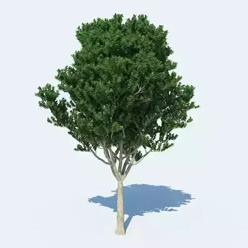 Tree v1