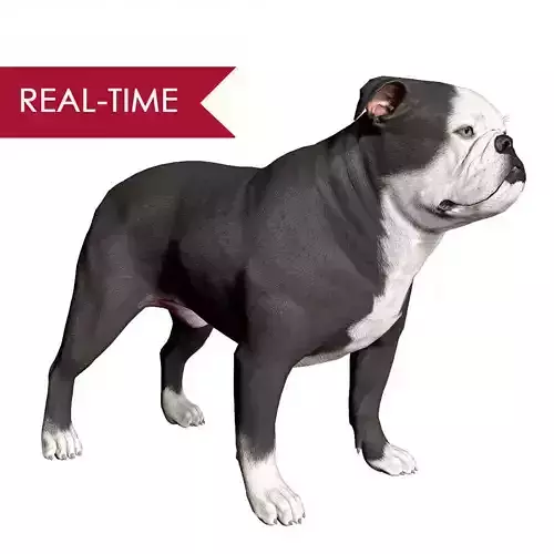 English Bulldog Real-Time Low-poly 3D model