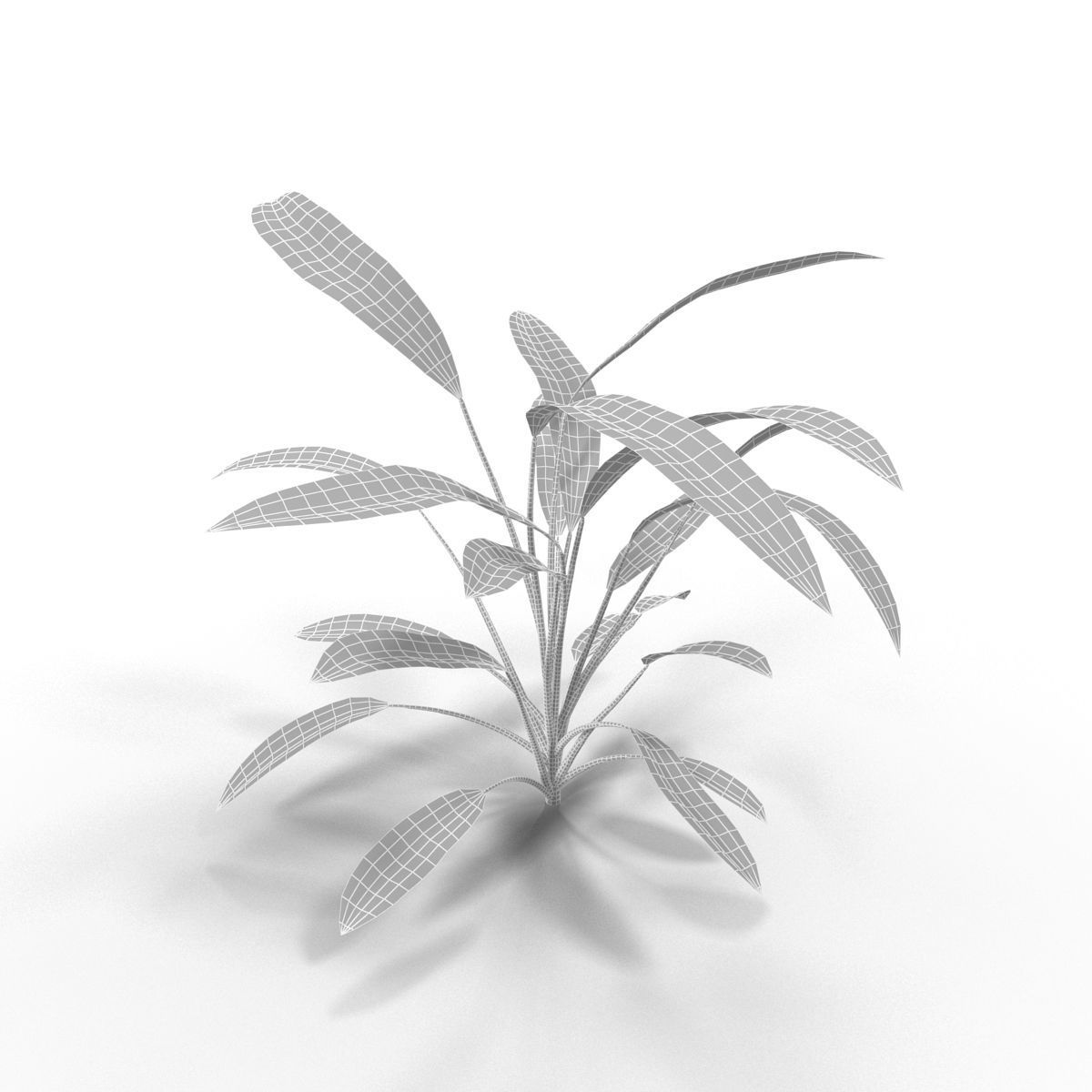 Anubias plant 3D model_3