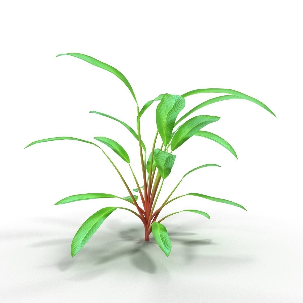 Anubias plant 3D model_4