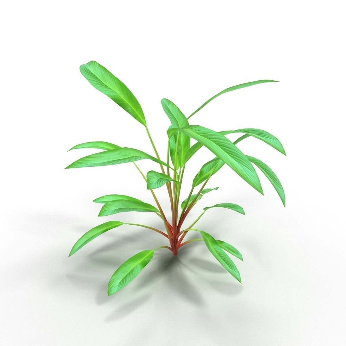 Anubias plant 3D model_2