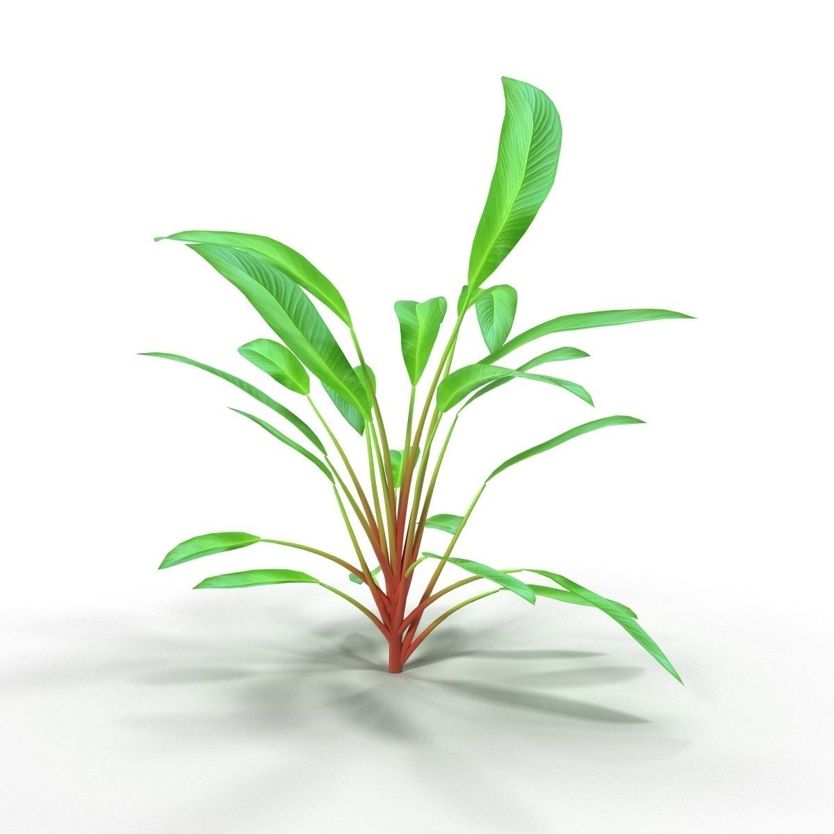 Anubias plant 3D model_5