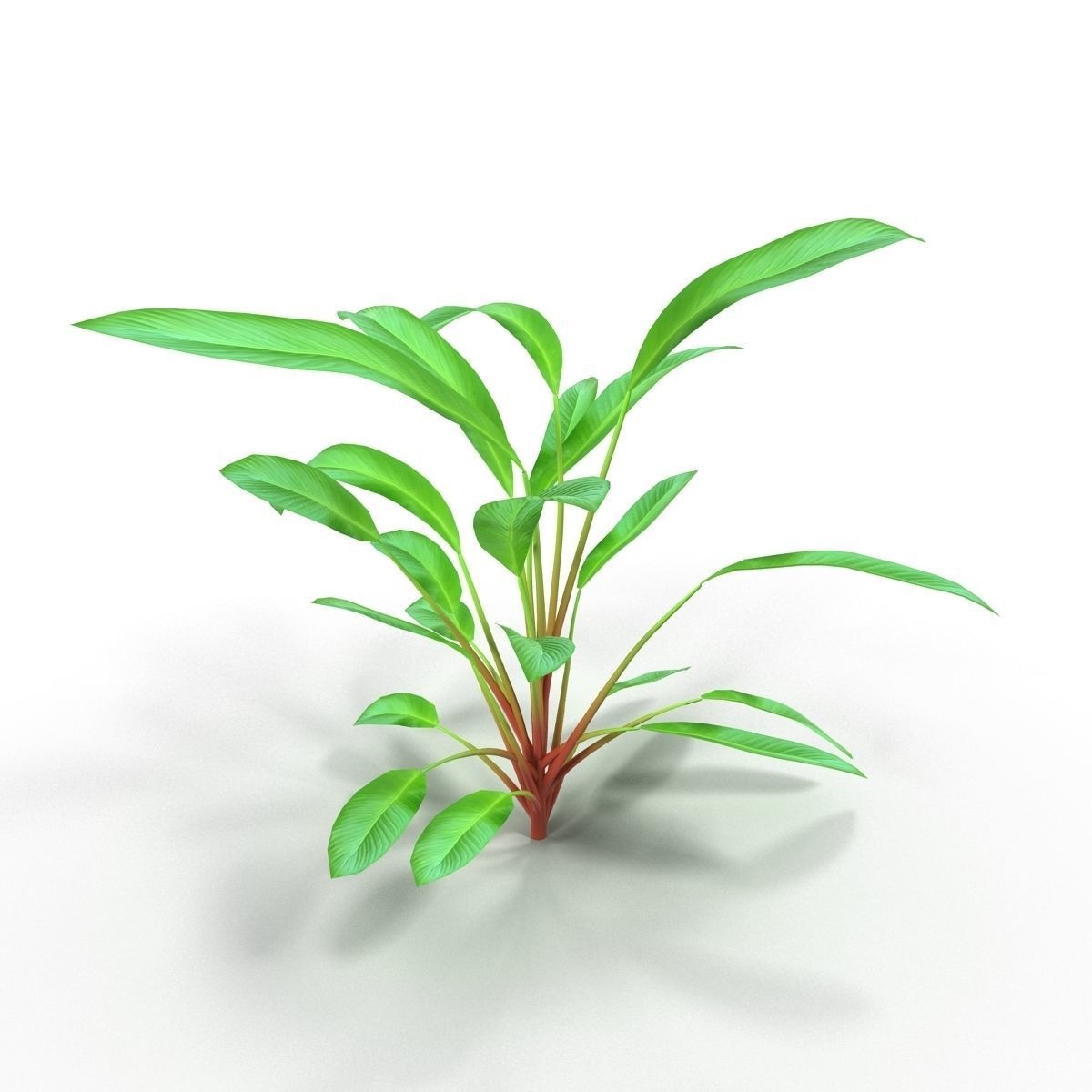 Anubias plant 3D model_6