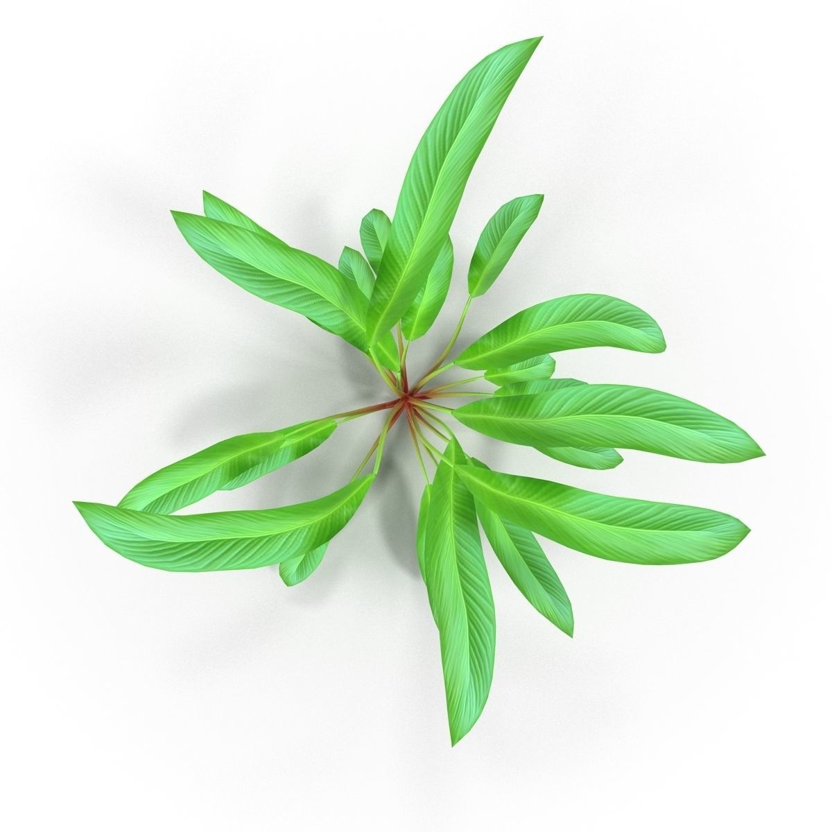 Anubias plant 3D model_1