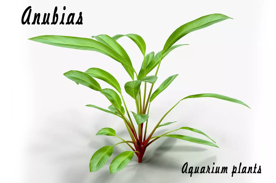 Anubias plant 3D model_0