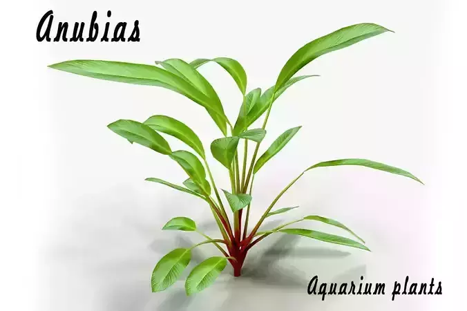 Anubias plant