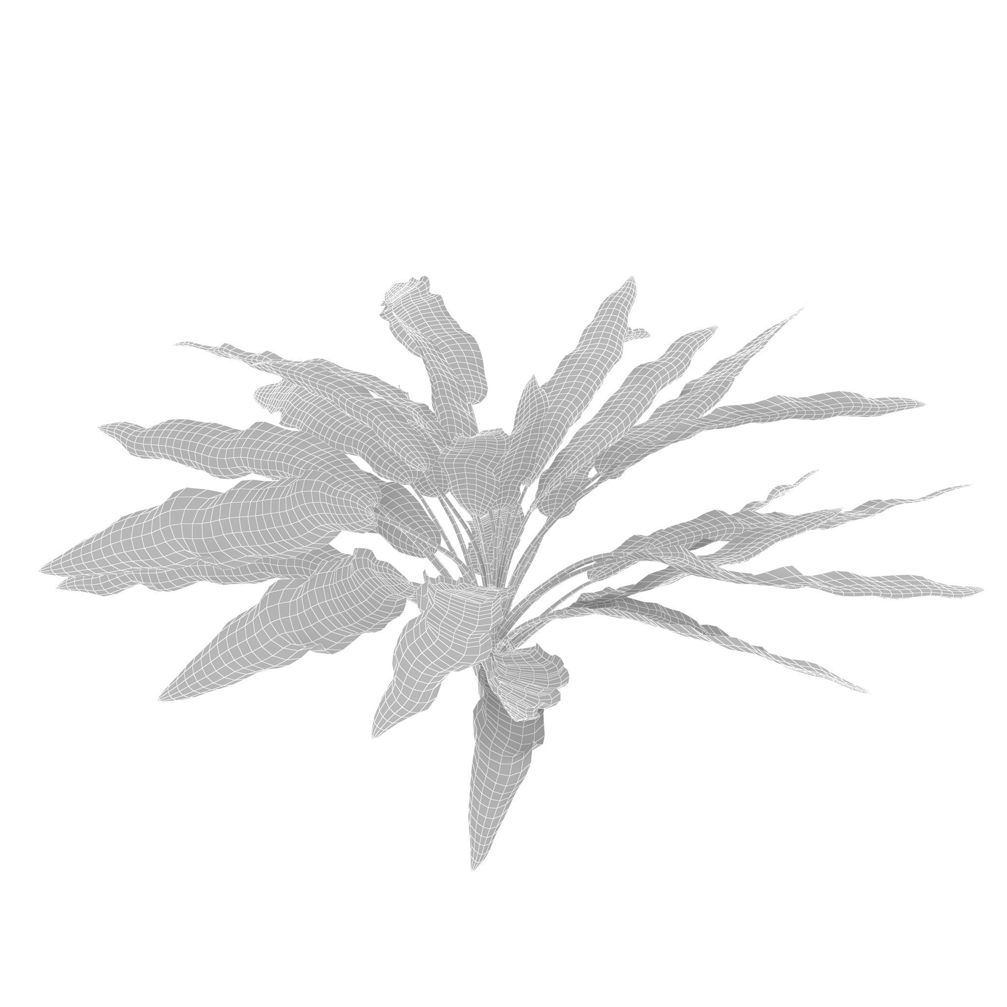 Criptocorine plant 3D model_9