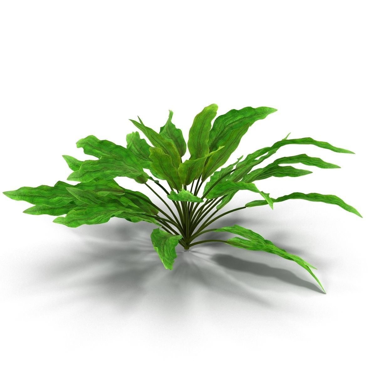 Criptocorine plant 3D model_4