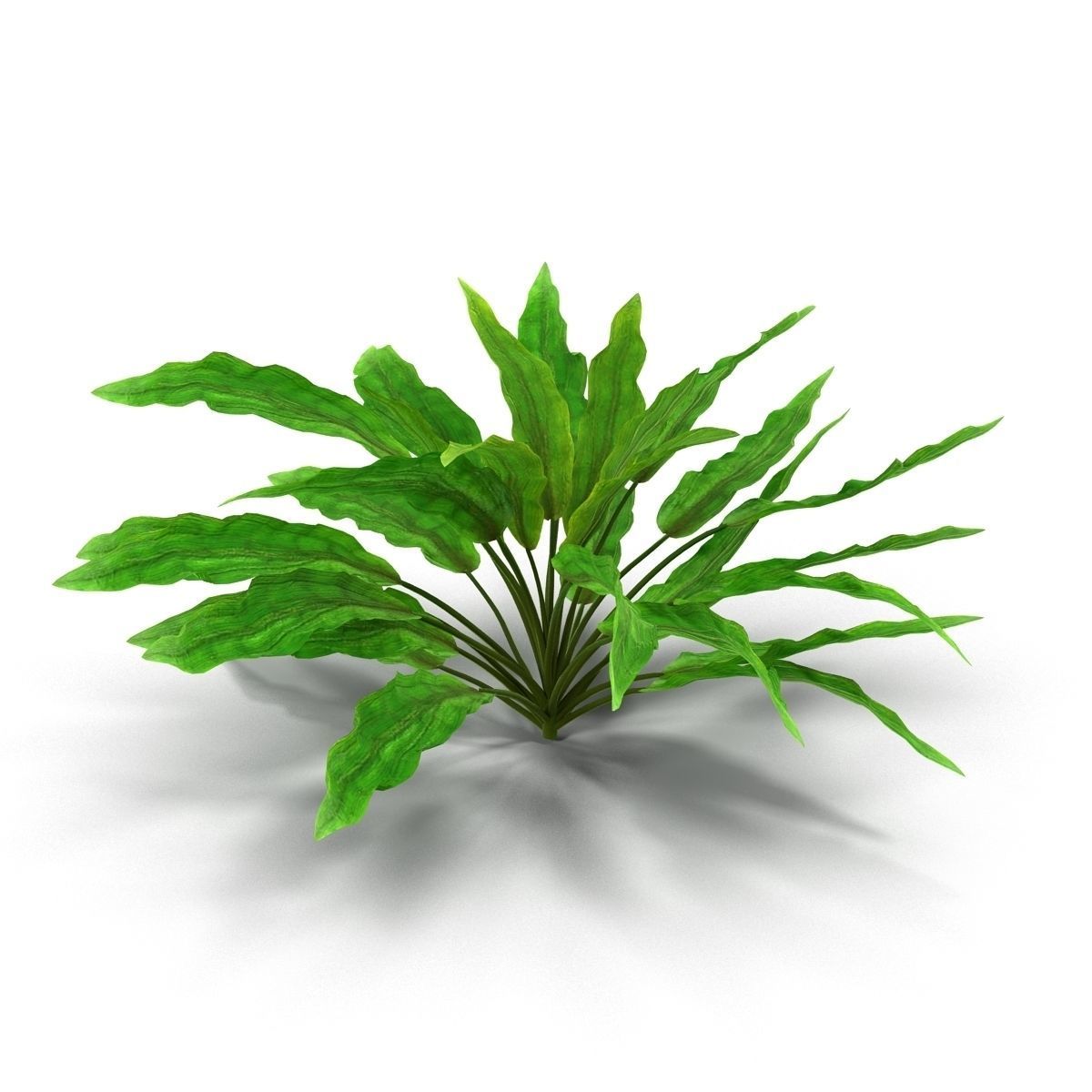 Criptocorine plant 3D model_5