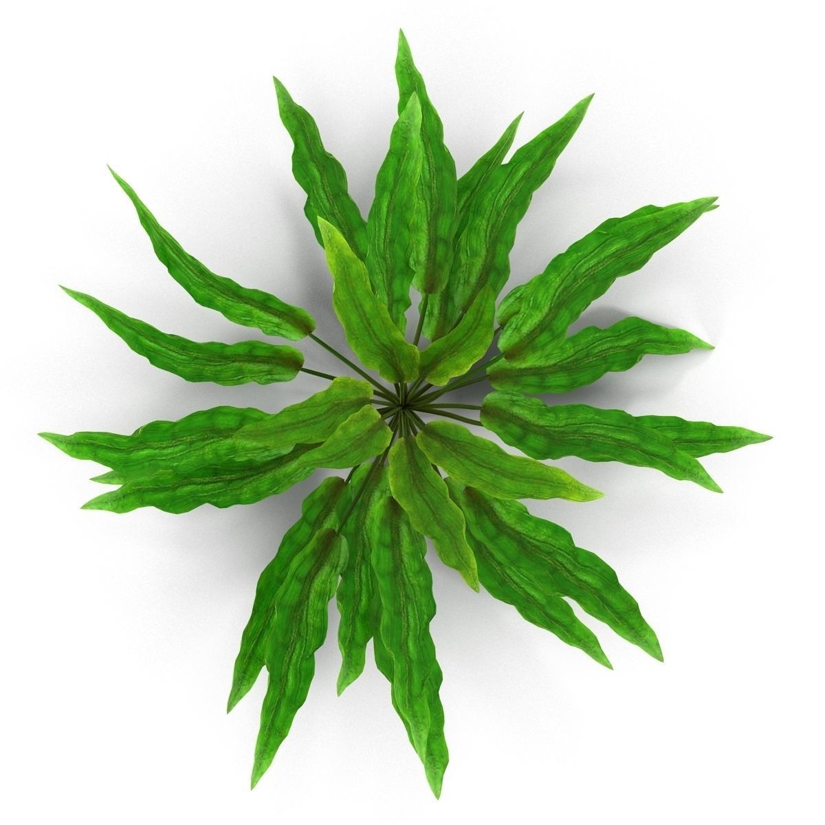 Criptocorine plant 3D model_1