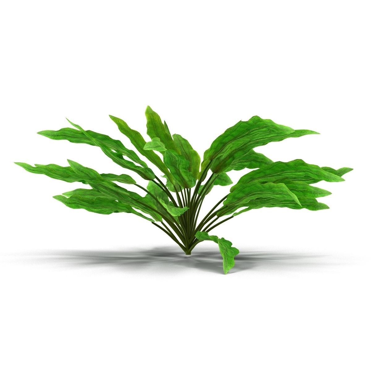 Criptocorine plant 3D model_2