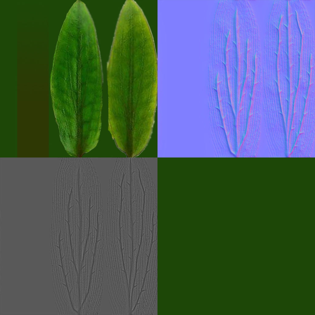 Criptocorine plant 3D model_8