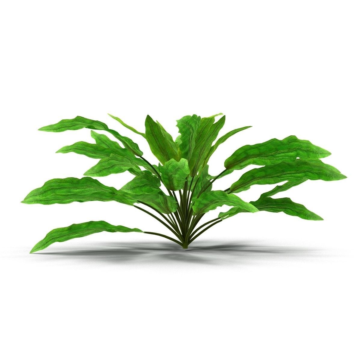 Criptocorine plant 3D model_6