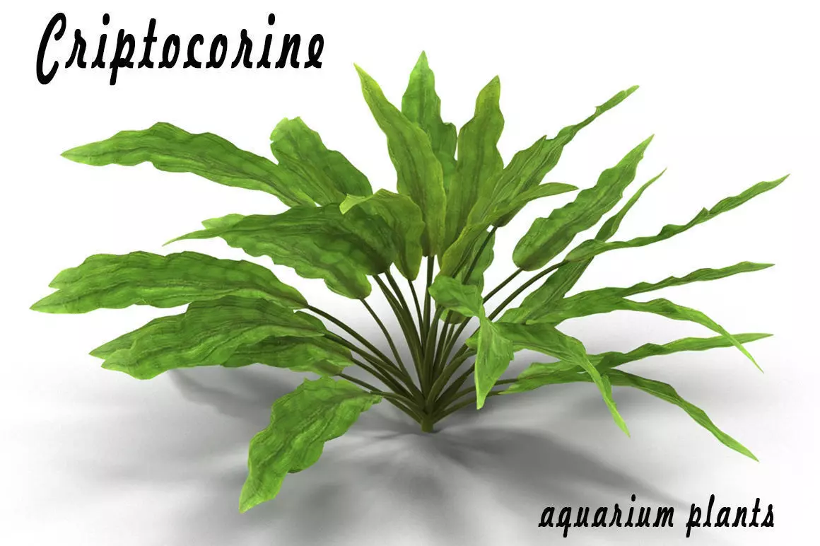 Criptocorine plant 3D model_0