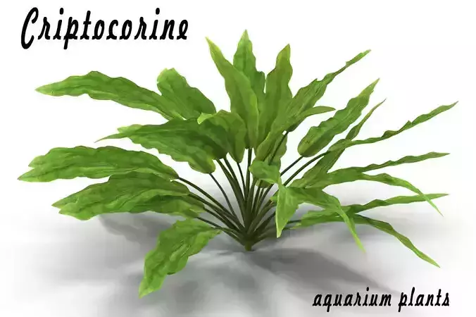 Criptocorine plant