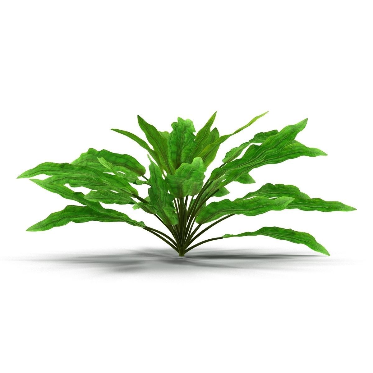 Criptocorine plant 3D model_3