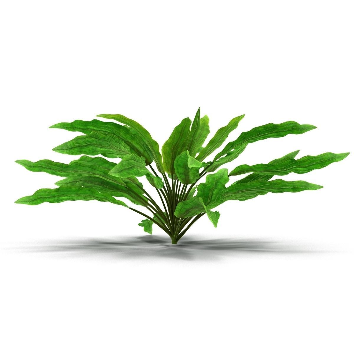 Criptocorine plant 3D model_7