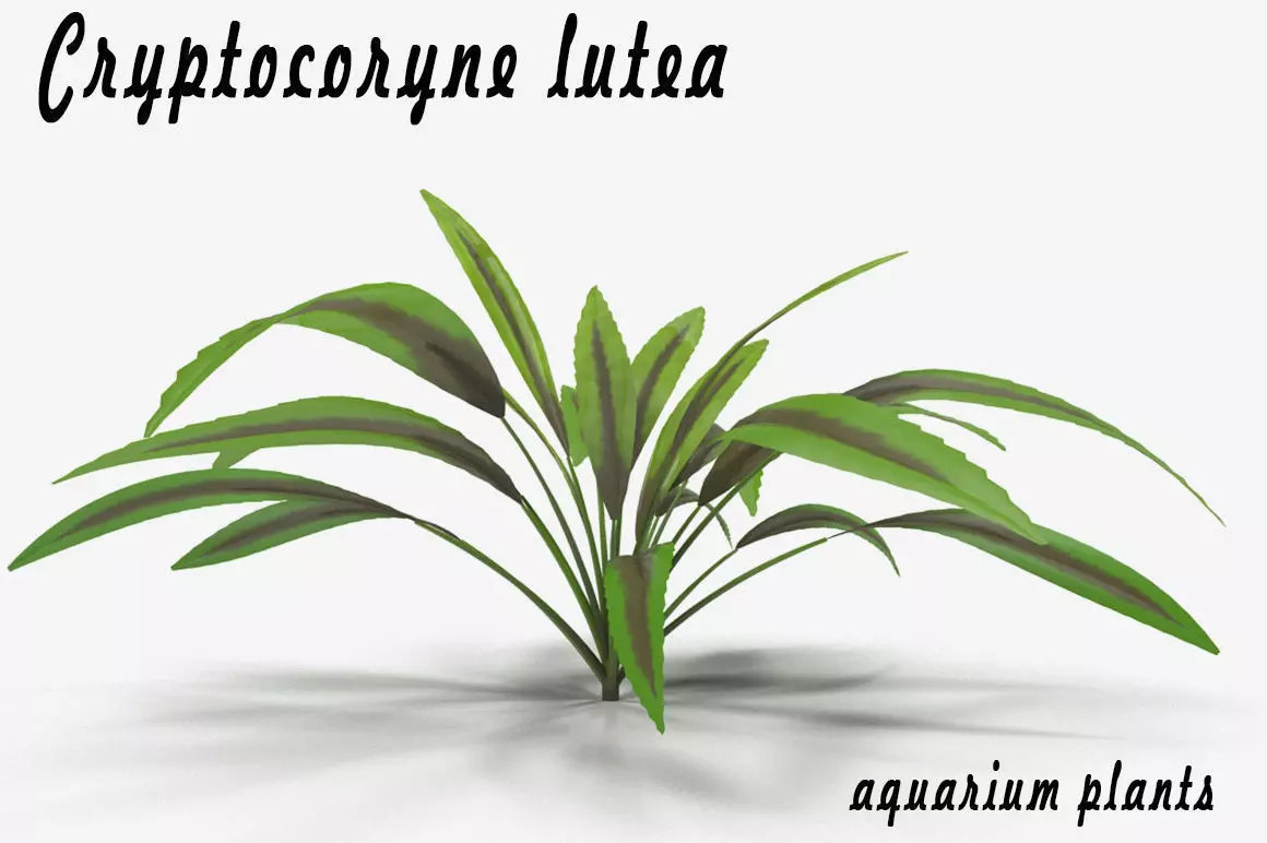 Cryptocoryne lutea 3D model