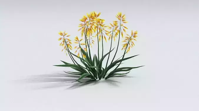 laos Aloe Vera 3D model