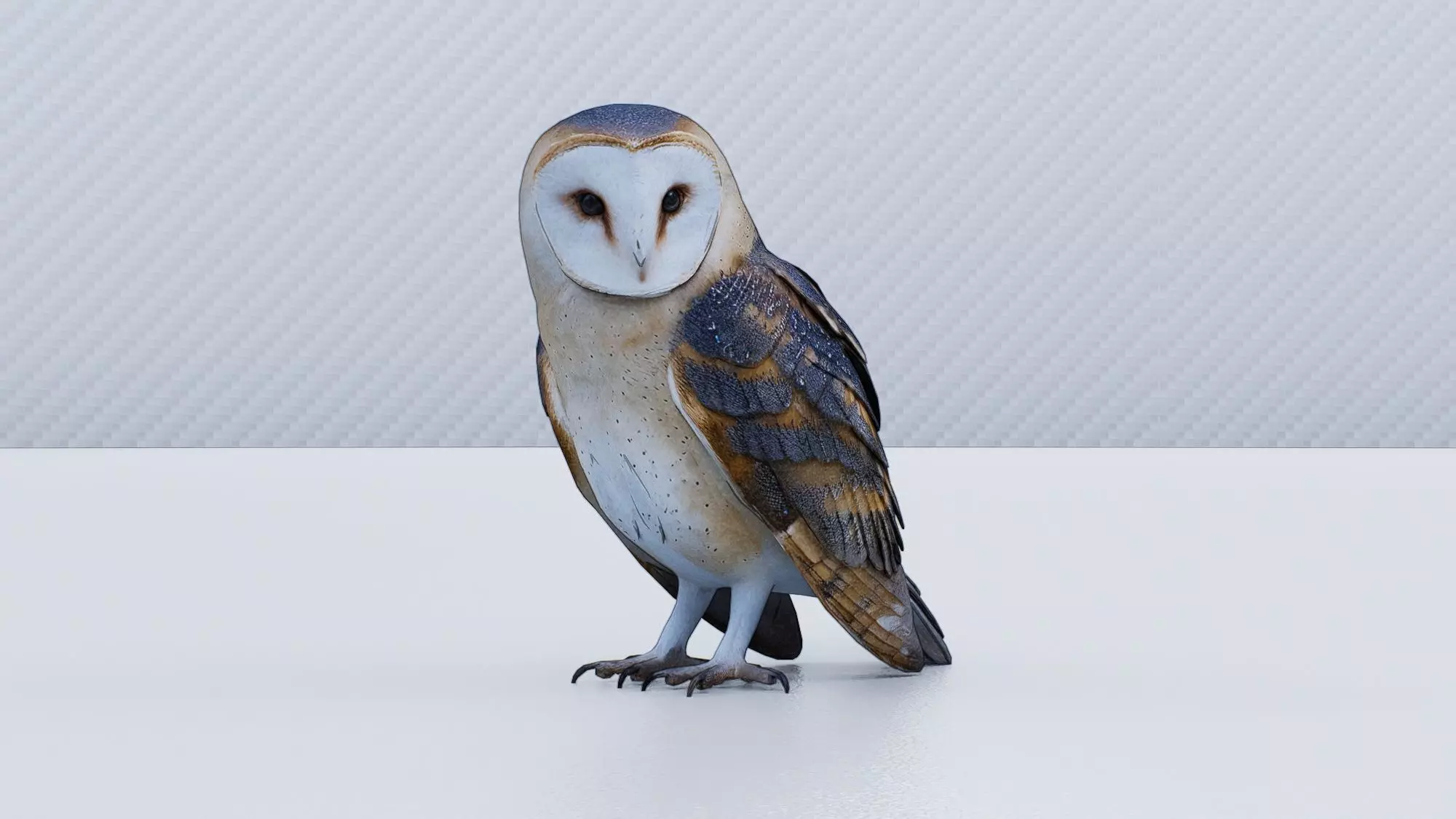 Barn Owl Low-poly 3D model
