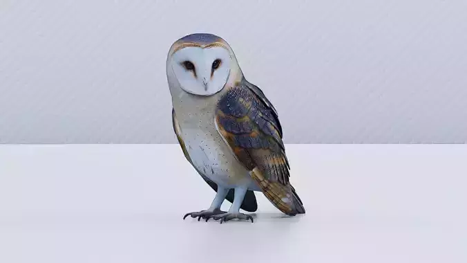 Barn Owl