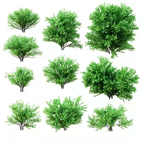Set deciduous shrubs 10 species 3D model Set deciduous shrubs 10 species 3D model